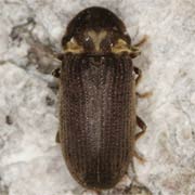 Anobium denticolle (4.5–6 mm)