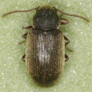 Dryophilus rugicollis (1.8–2.9 mm)