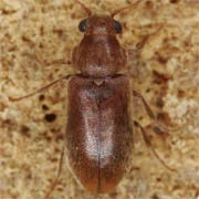 Ernobius abietinus (2–3 mm)