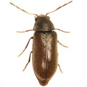 Ernobius nigrinus (2.8–5 mm)