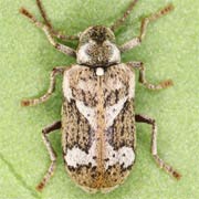 Hedobia imperialis (3.1–5.2 mm)