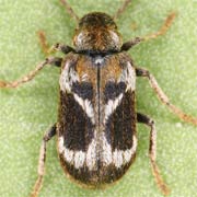 Hedobia regalis (3–4.5 mm)