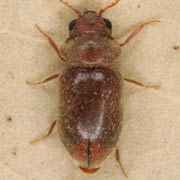 Lasioderma redtenbacheri (3.5–4.5 mm)