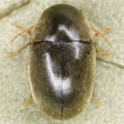 Mesocoelopus niger (1.8–4.2 mm)