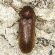 Oligomerus brunneus (5–6 mm)