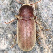 Priobium carpini (3–5 mm)