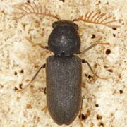 Ptilinus fuscus (3–5.5 mm)