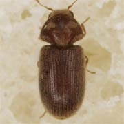 Stegobium paniceum (2–4 mm)