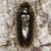 Xestobium plumbeum (3–5.7 mm)