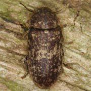 Xestobium rufovillosum (5–9 mm)