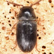 Xyletinus fibyensis (2.3–3 mm)