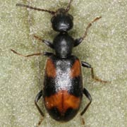 Anthicus antherinus (3–3.5 mm)