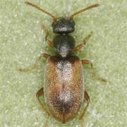 Anthicus flavipes (2–2.5 mm)