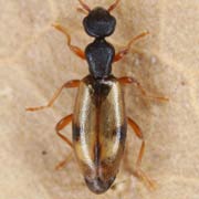 Cordicomus gracilis (3–3.8 mm)
