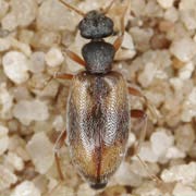 Cordicomus sellatus (3.5–4.5 mm)