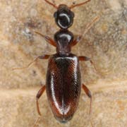 Cyclodinus humilis (2.5–3 mm)