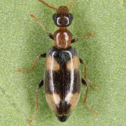 Microhoria nectarina (3.8–4.5 mm)