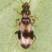 Notoxus trifasciatus (3–4 mm)