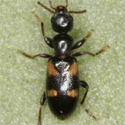 Omonadus bifasciatus (2.8–3 mm)