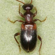 Omonadus formicarius