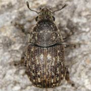 Brachytarsus nebulosus (1.5–4 mm)