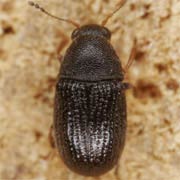 Choragus sheppardi (1.7–2.4 mm)