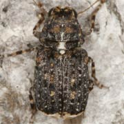 Dissoleucas niveirostris (2–4 mm)