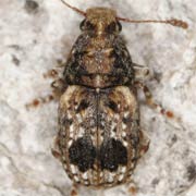 Enedreutes sepicola (2.5–5 mm)