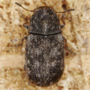 Opanthribus tessellatus (2–3 mm)