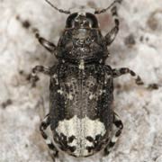 Tropideres albirostris (3–6 mm)