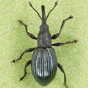 Acanephodus onopordi (2.3–3 mm)