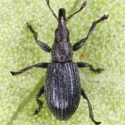 Aizobius sedi (1.8–2.8 mm)