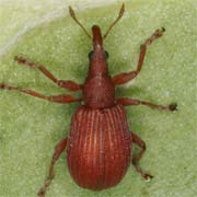 Apion frumentarium (3.3–4.5 mm)