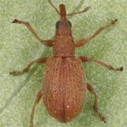 Apion haematodes (2.2–3.1 mm)