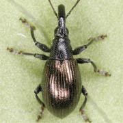 Aspidapion aeneum (2.9–3.6 mm)