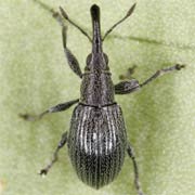 2.2 - 3 mm