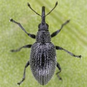 Catapion pubescens (1.7–2.2 mm)