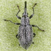 Catapion seniculus (1.5–2.3 mm)