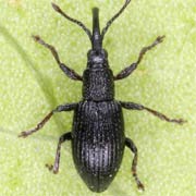 Ceratapion basicorne (2.2–2.8 mm)