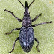 Ceratapion penetrans (2.3–3 mm)