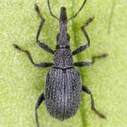 Cyanapion gyllenhalii (2.3–2.9 mm)