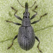 Cyanapion platalea (1.9–2.3 mm)