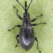 1.9 - 2.2 mm