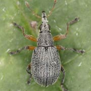 Eutrichapion viciae (1.9–2.4 mm)