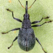 Eutrichapion vorax (2.3–2.9 mm)