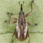 Exapion fuscirostre (2.4–3 mm)