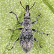 Helianthemapion aciculare (1.4–1.8 mm)