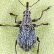 Hemitrichapion pavidum (2–2.3 mm)