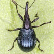 Holotrichapion aethiops (1.9–2.7 mm)