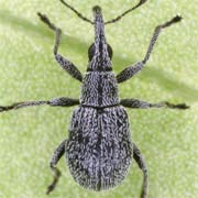 Holotrichapion ononis (1.7–2.4 mm)